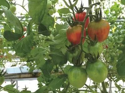 2016年最酷的100項科技創(chuàng)新 內(nèi)陸水產(chǎn)養(yǎng)殖銷售領域的中國企業(yè)力量