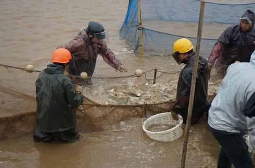 珠海金灣區黃鰭鯛滯銷問題緩解，內陸水產養殖銷售助力市場回暖