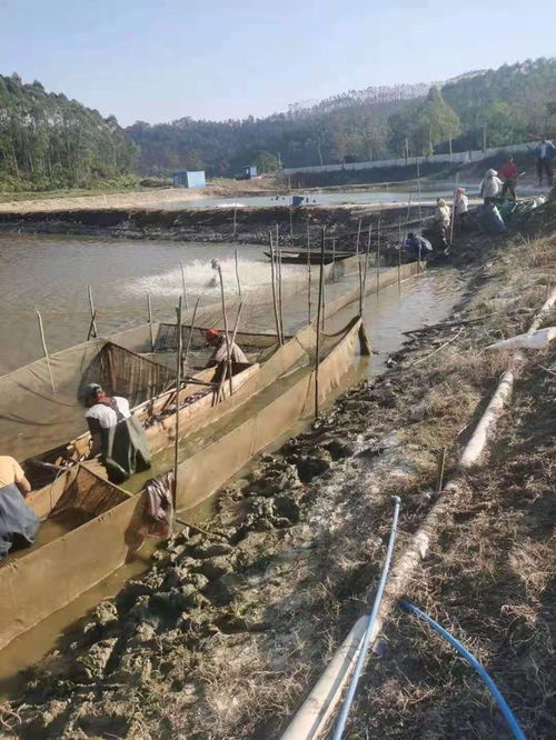 蓬江區(qū)榮獲省級(jí)水產(chǎn)健康養(yǎng)殖與生態(tài)養(yǎng)殖示范區(qū)認(rèn)定，引領(lǐng)內(nèi)陸水產(chǎn)養(yǎng)殖銷(xiāo)售新風(fēng)向